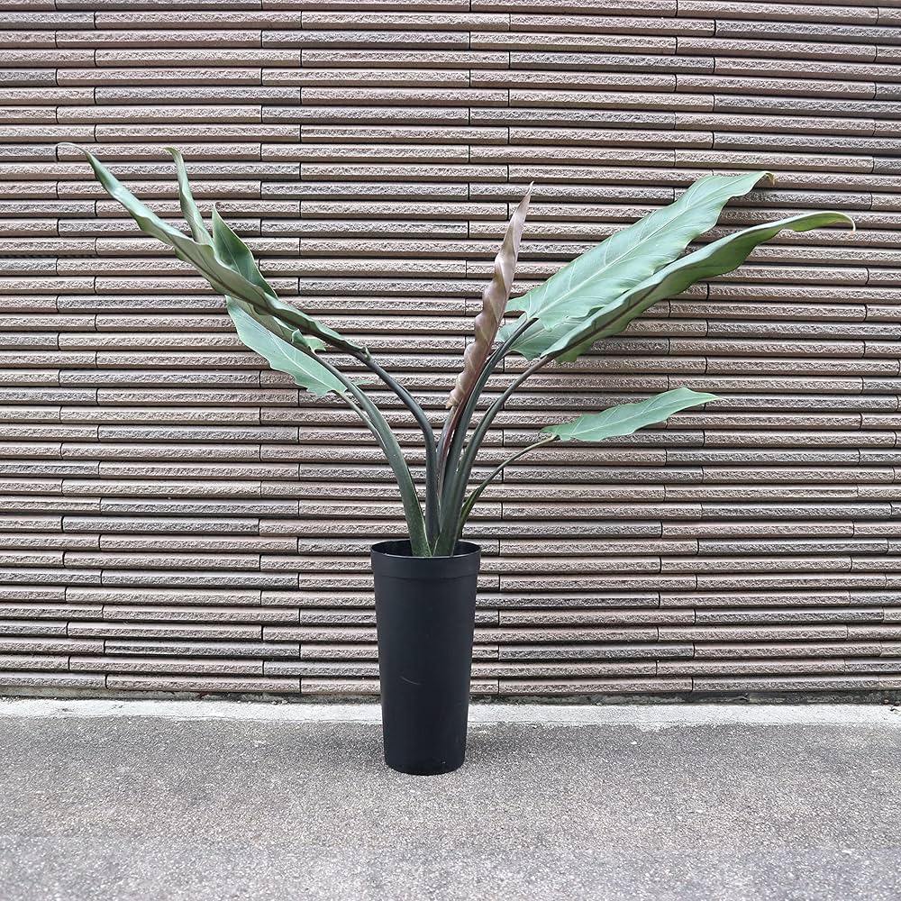 Amazon｜アロカシア・ラウテルバキアナ 3.5号ロングポット仕立て【品種